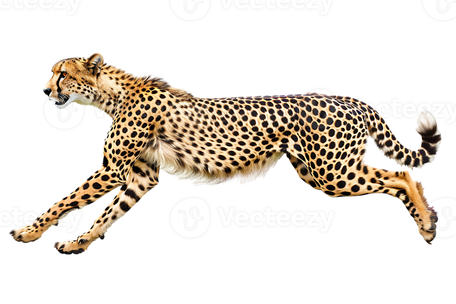 Cheetah running, side view, isolated against a transparent background png