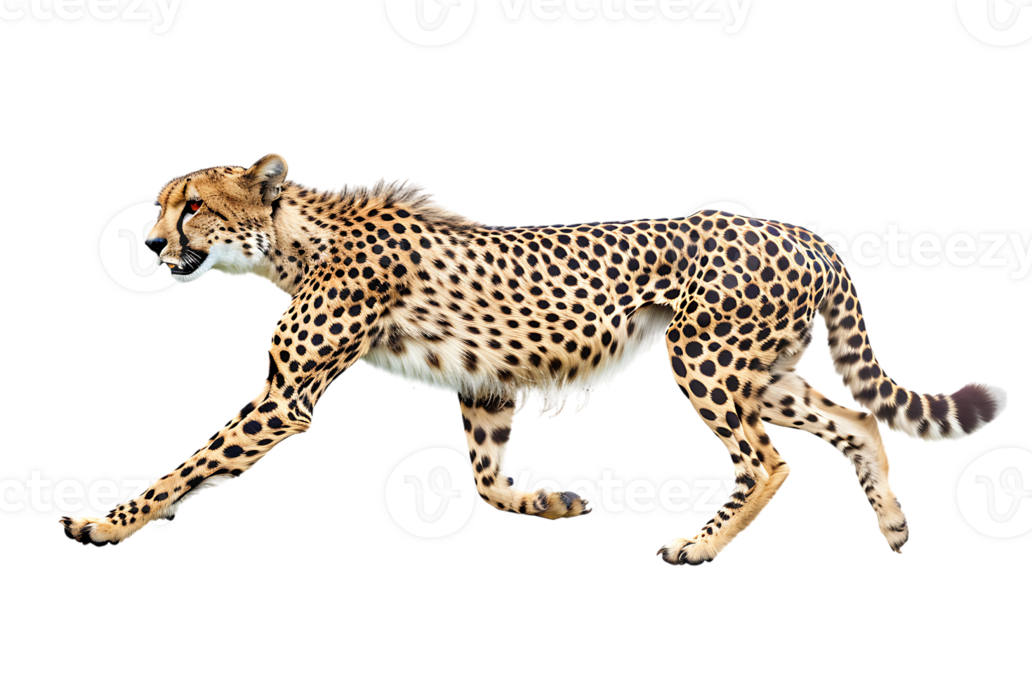 Cheetah running, side view, isolated against a transparent background png