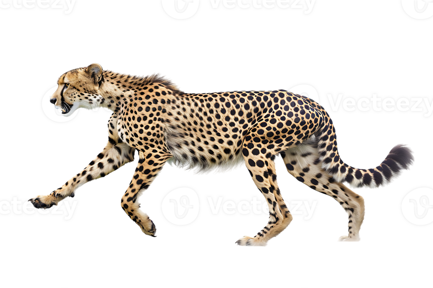 Cheetah running, side view, isolated against a transparent background png