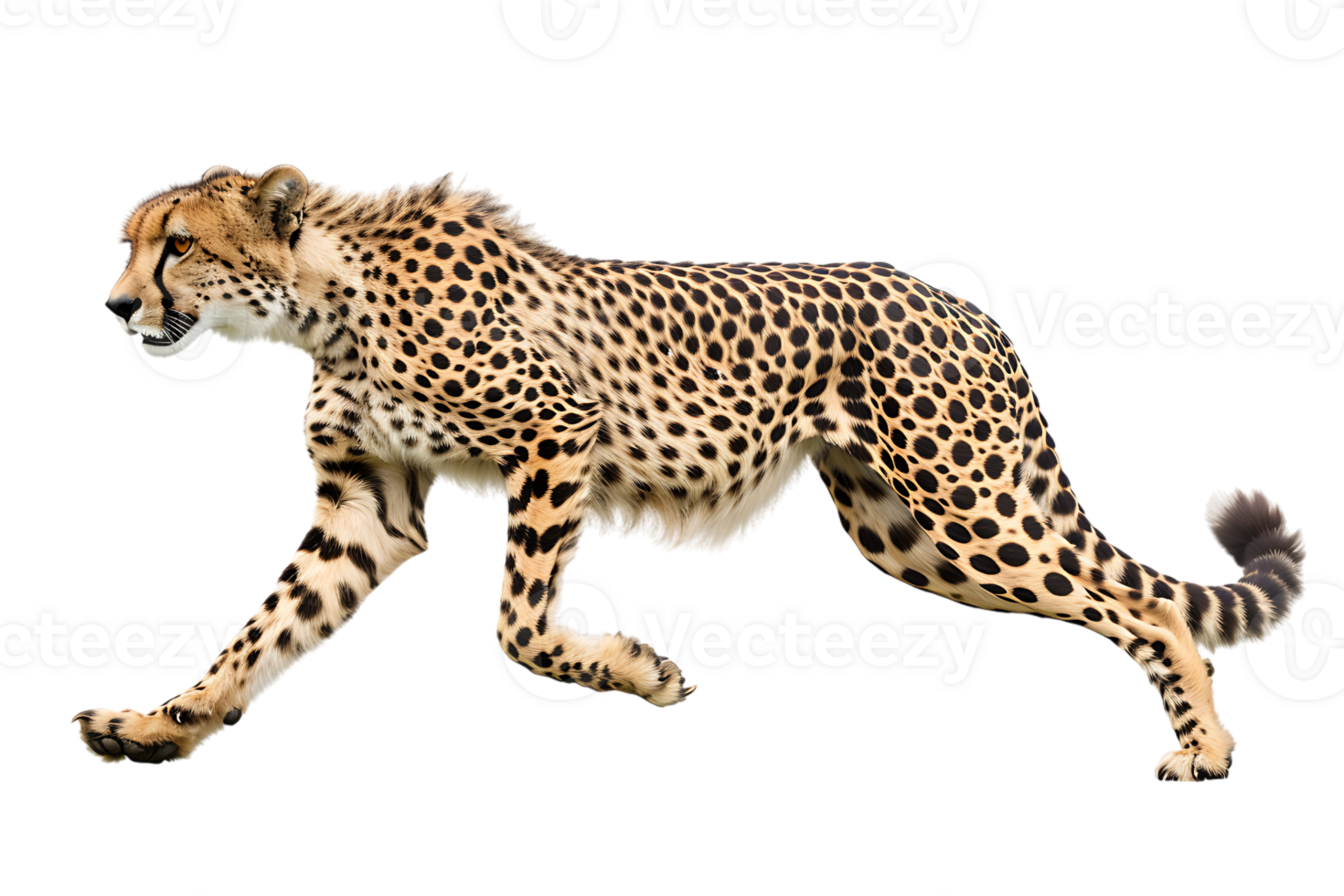 Cheetah running, side view, isolated against a transparent background png