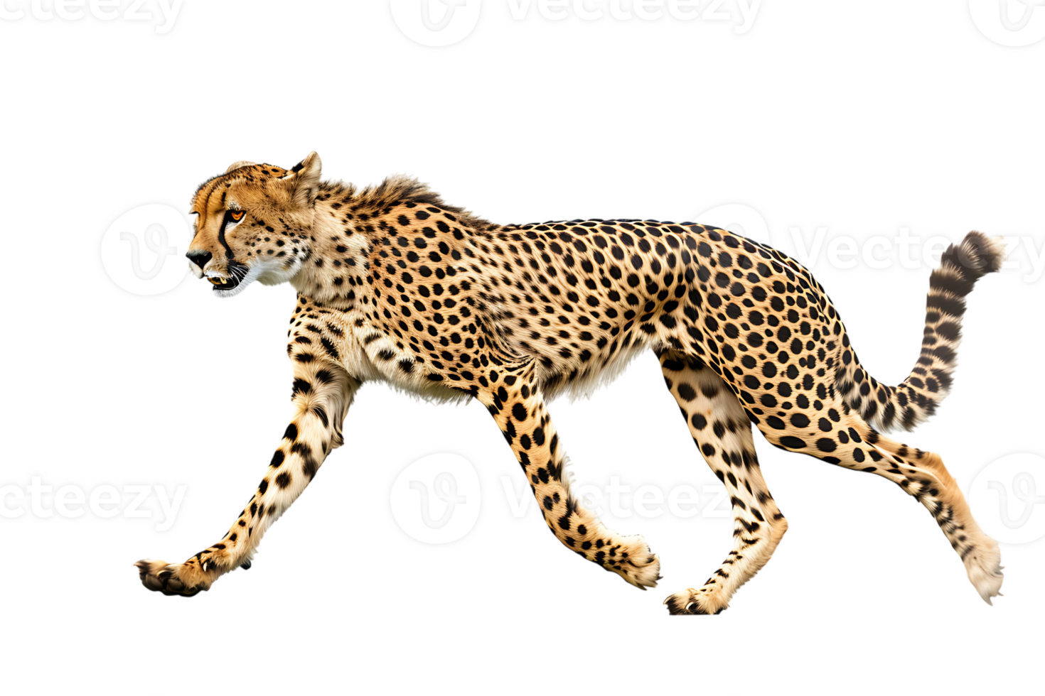 Cheetah running, side view, isolated against a transparent background png