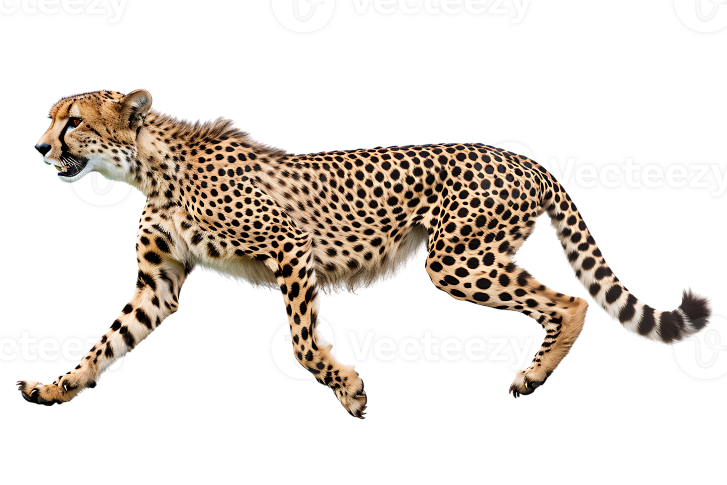 Cheetah running, side view, isolated against a transparent background png