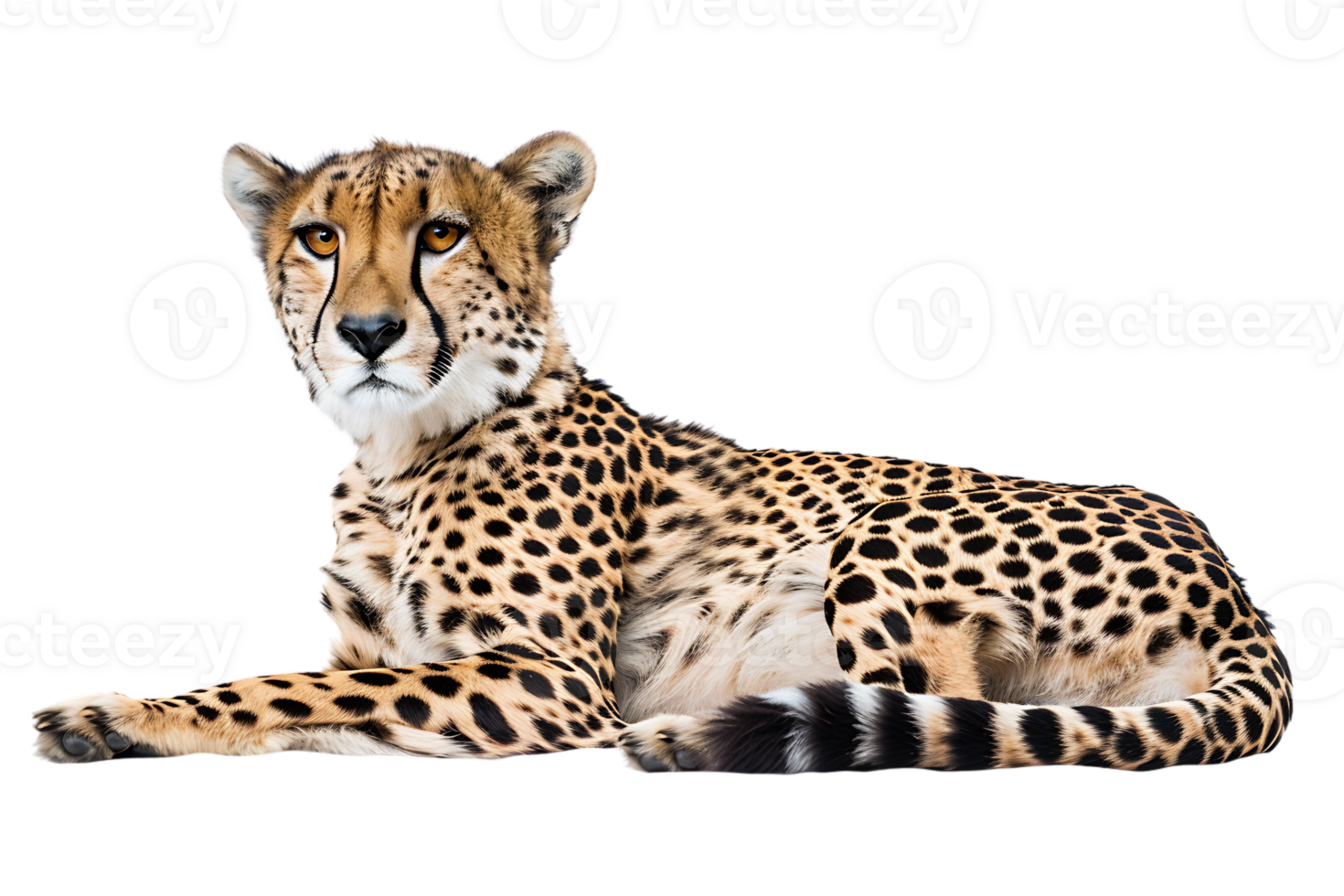 Cheetah lying down, isolated against a transparent background png