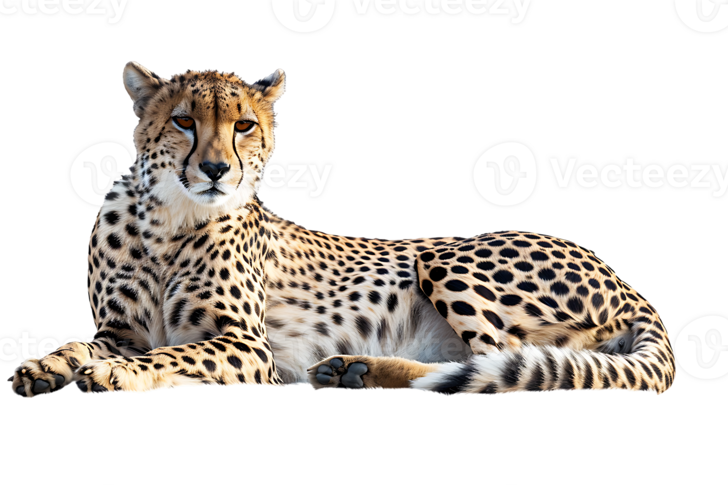 Cheetah lying down, isolated against a transparent background png