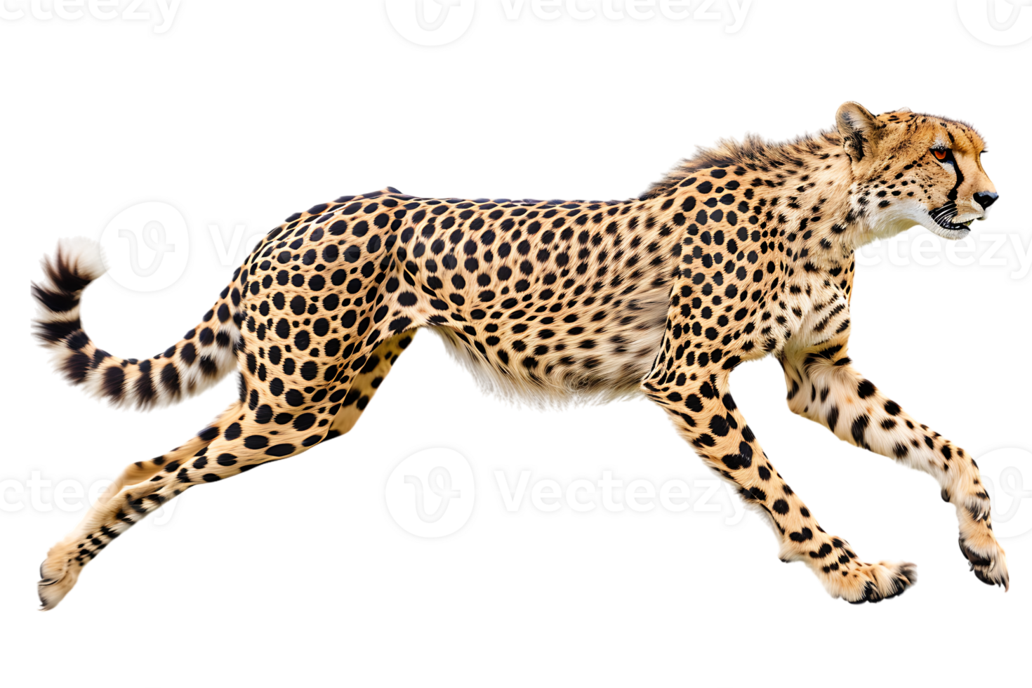 Cheetah running, side view, isolated against a transparent background png