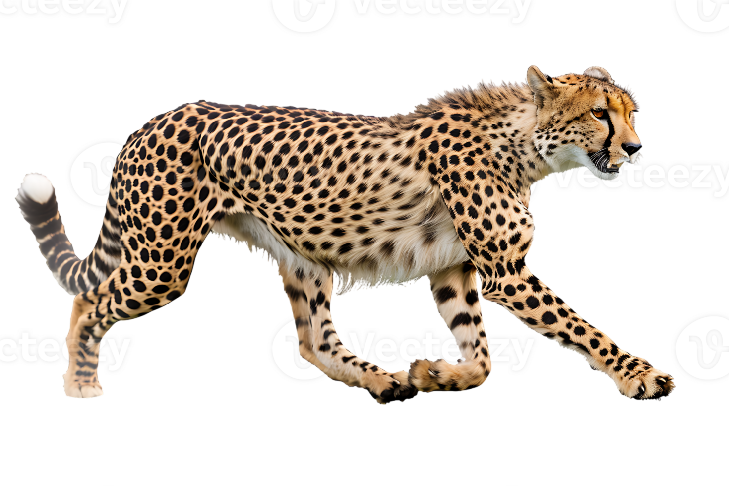Cheetah running, side view, isolated against a transparent background png