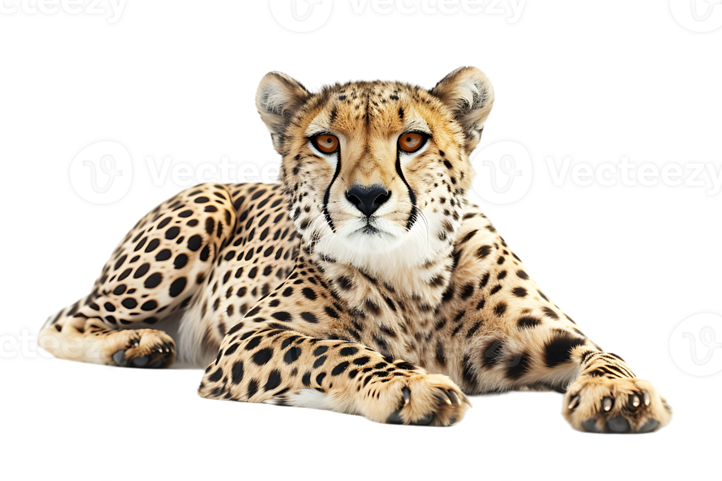 Cheetah lying down, isolated against a transparent background png