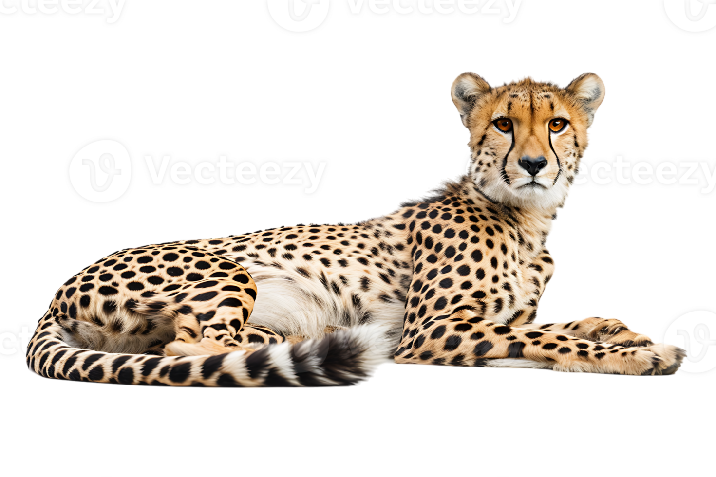 Cheetah lying down, isolated against a transparent background png