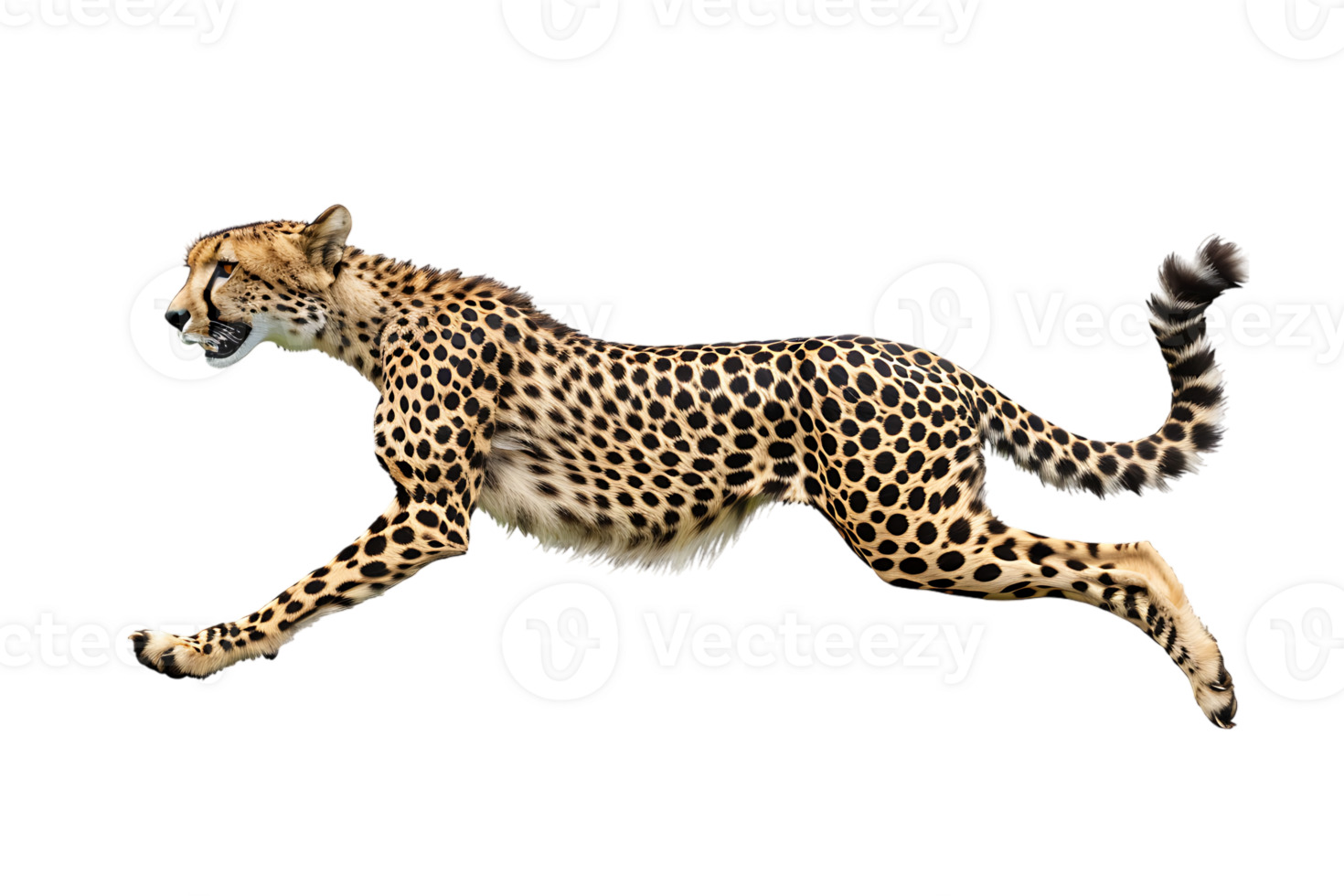 Cheetah running, side view, isolated against a transparent background png