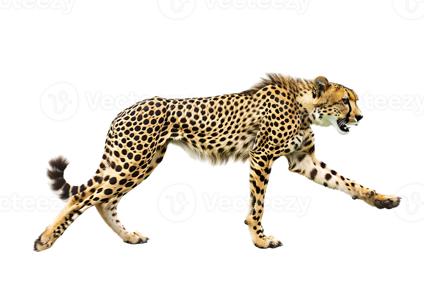Cheetah running, side view, isolated against a transparent background png