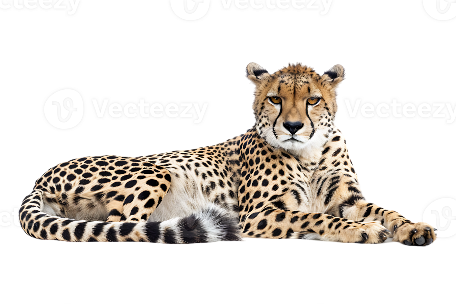 Cheetah lying down, isolated against a transparent background png
