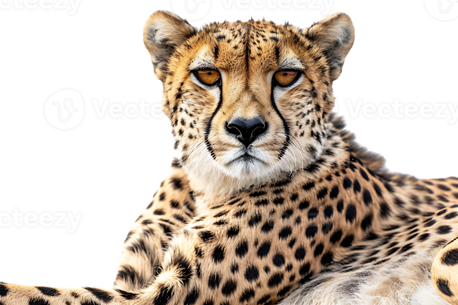 Cheetah lying down, isolated against a transparent background png