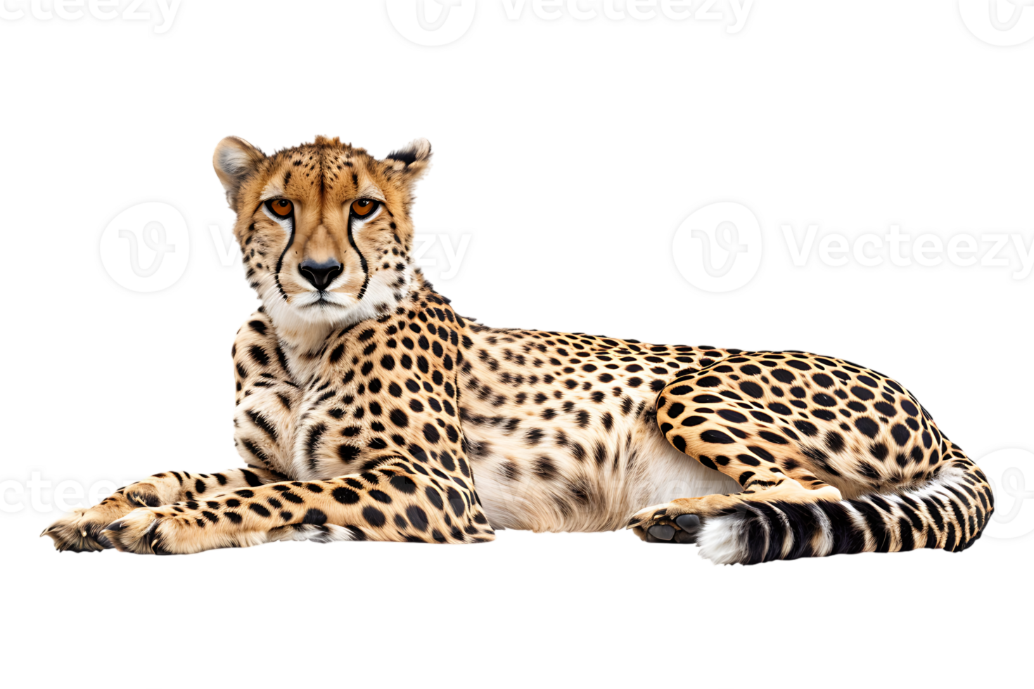 Cheetah lying down, isolated against a transparent background png