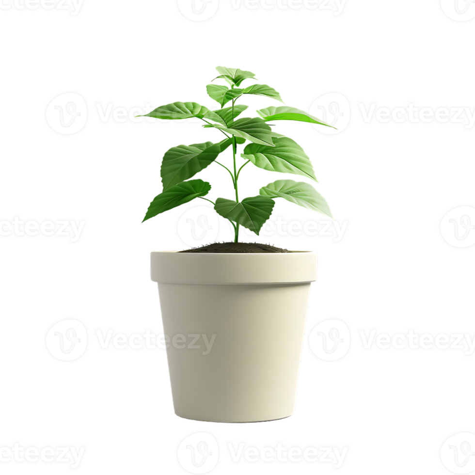 Plant in a pot over transparent background png