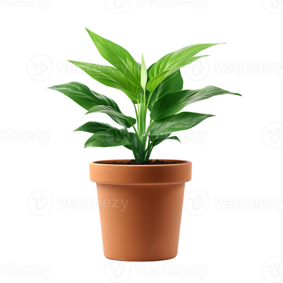 Plant in a pot over transparent background png