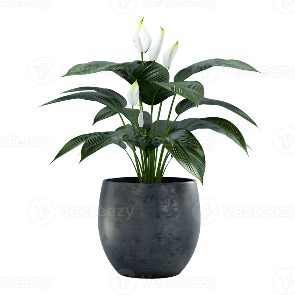 Plant in a pot over transparent background png
