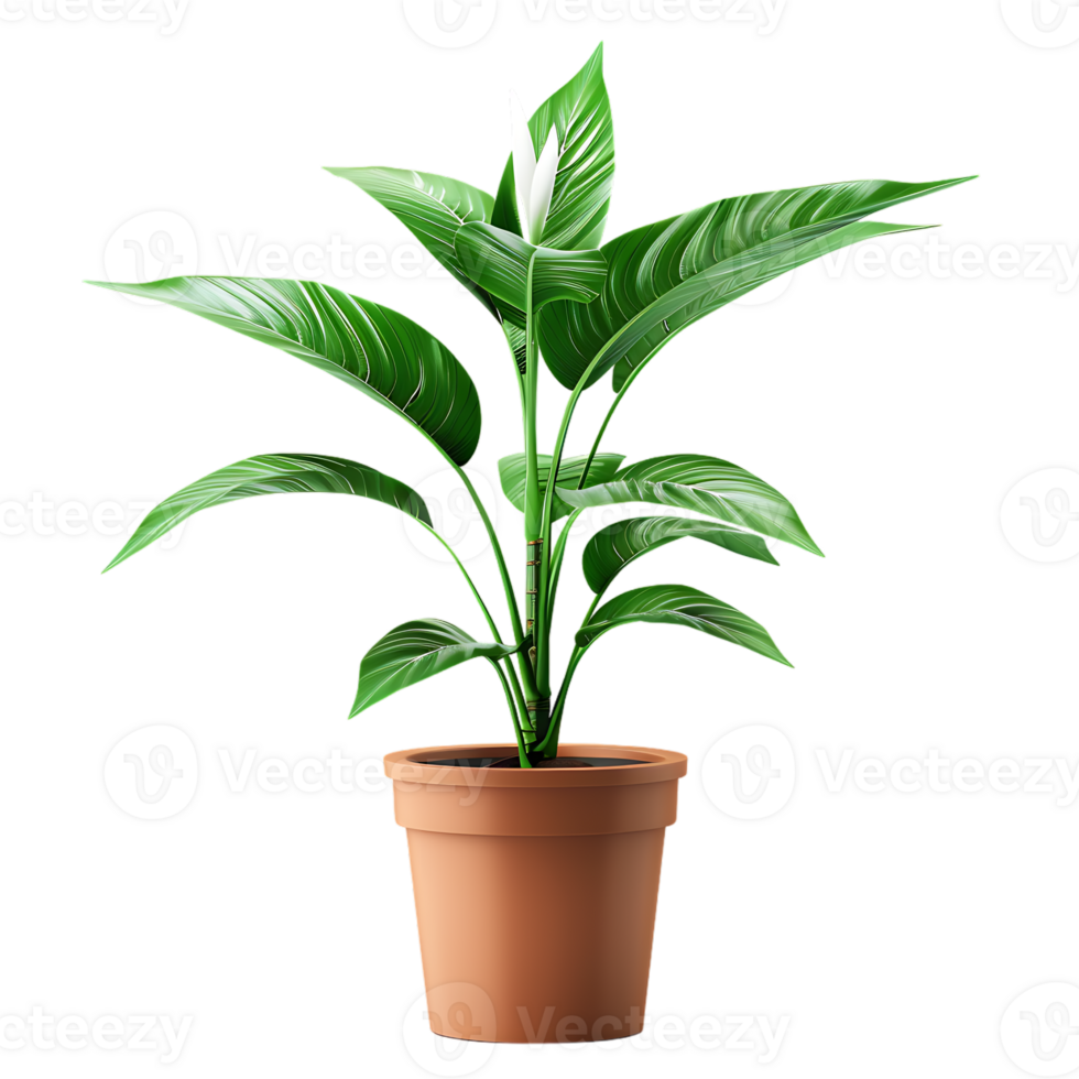 Plant in a pot over transparent background png
