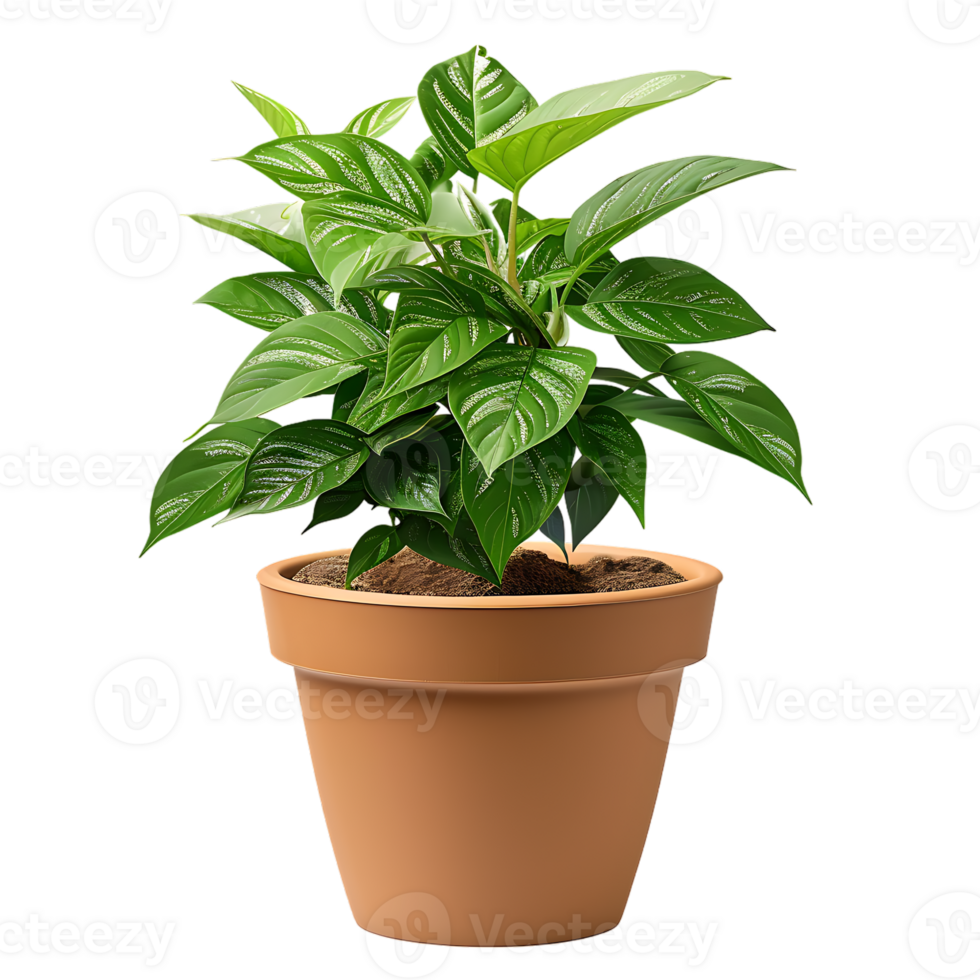 Plant in a pot over transparent background png