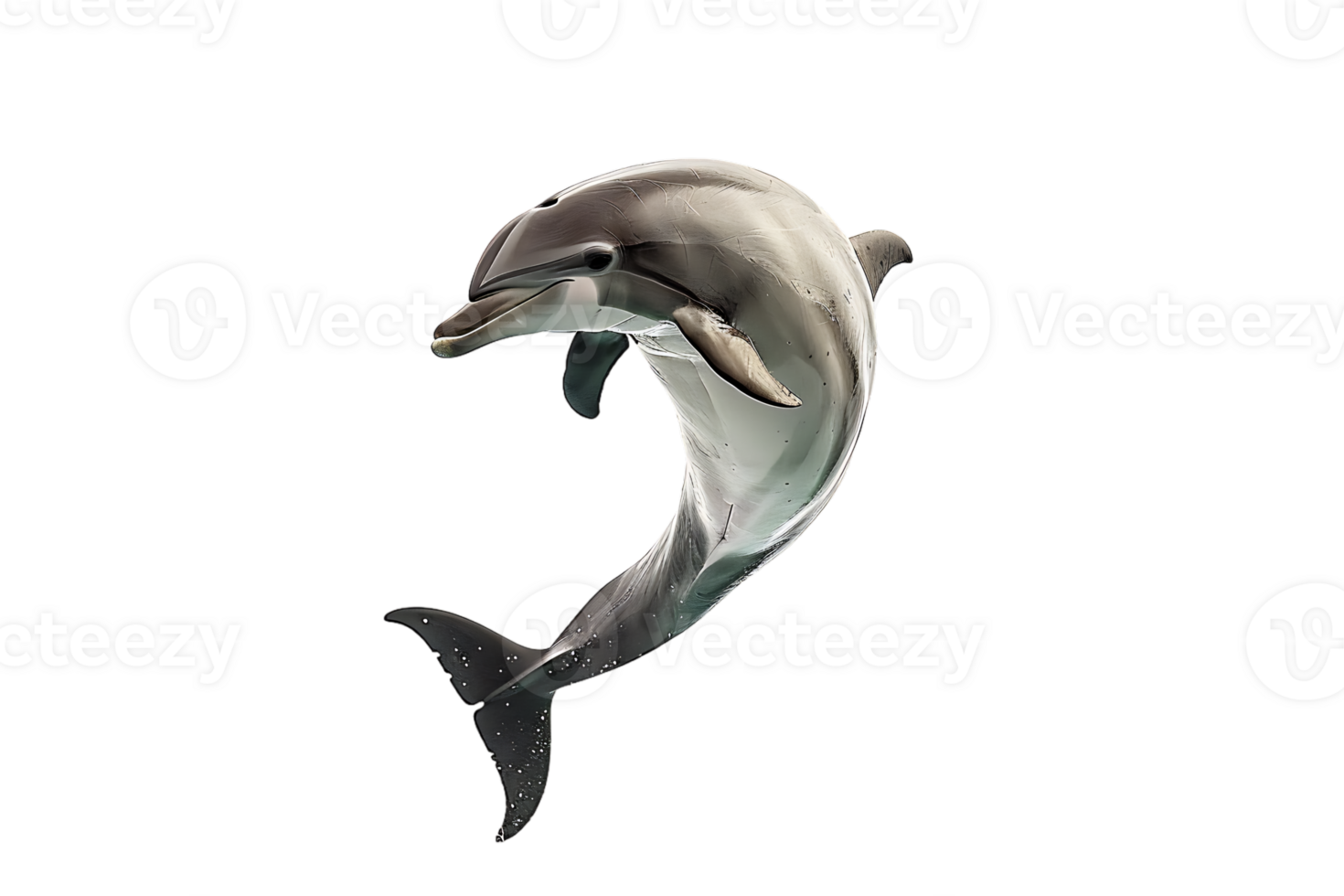 dolphin leaping out of the water, isolated against a transparent background png