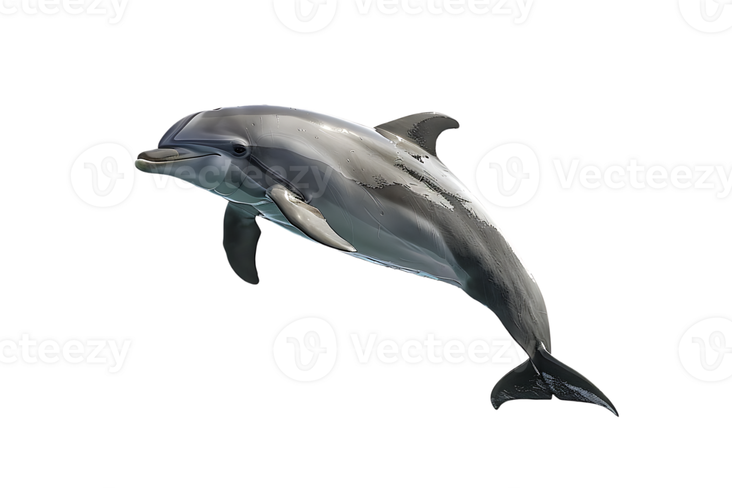 dolphin leaping out of the water, isolated against a transparent background png