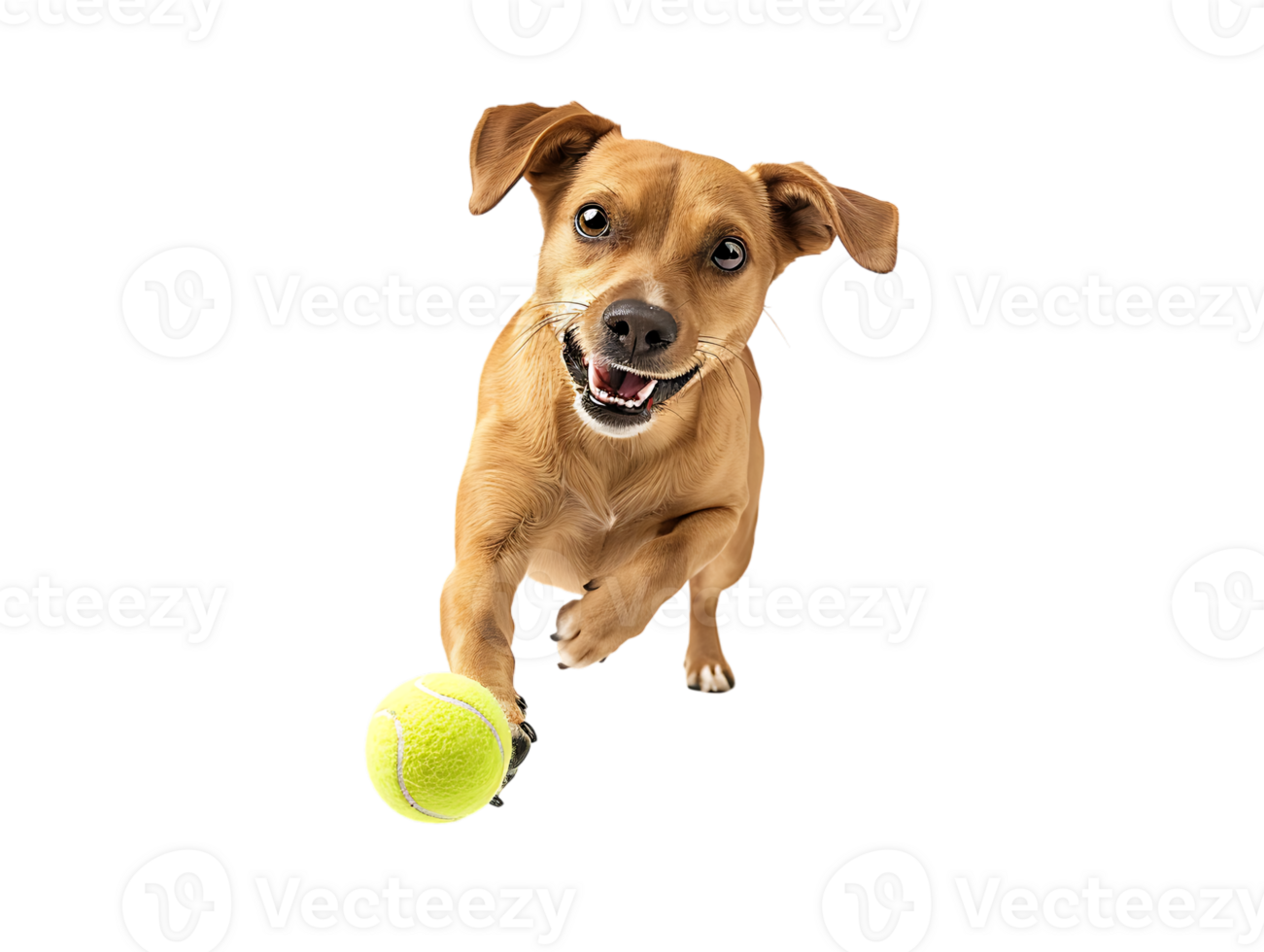 Dog playing with a tennis ball, isolated against a transparent background png