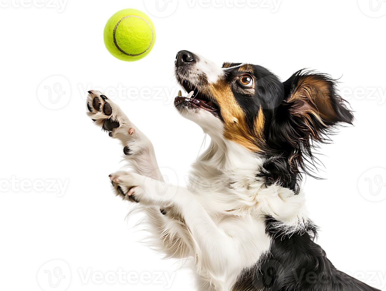 Dog playing with a tennis ball, isolated against a transparent background png
