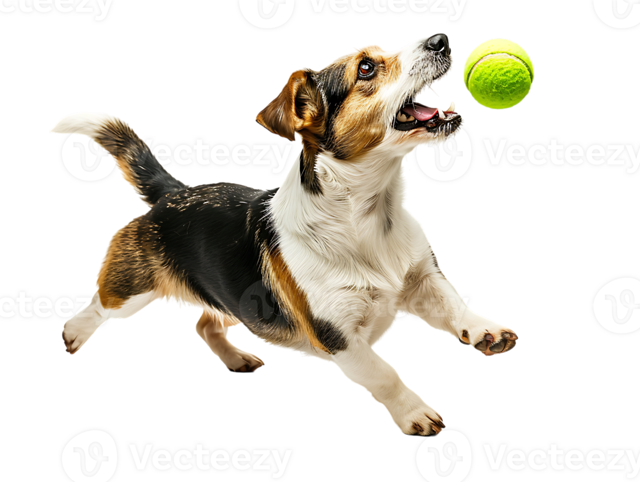 Dog playing with a tennis ball, isolated against a transparent background png