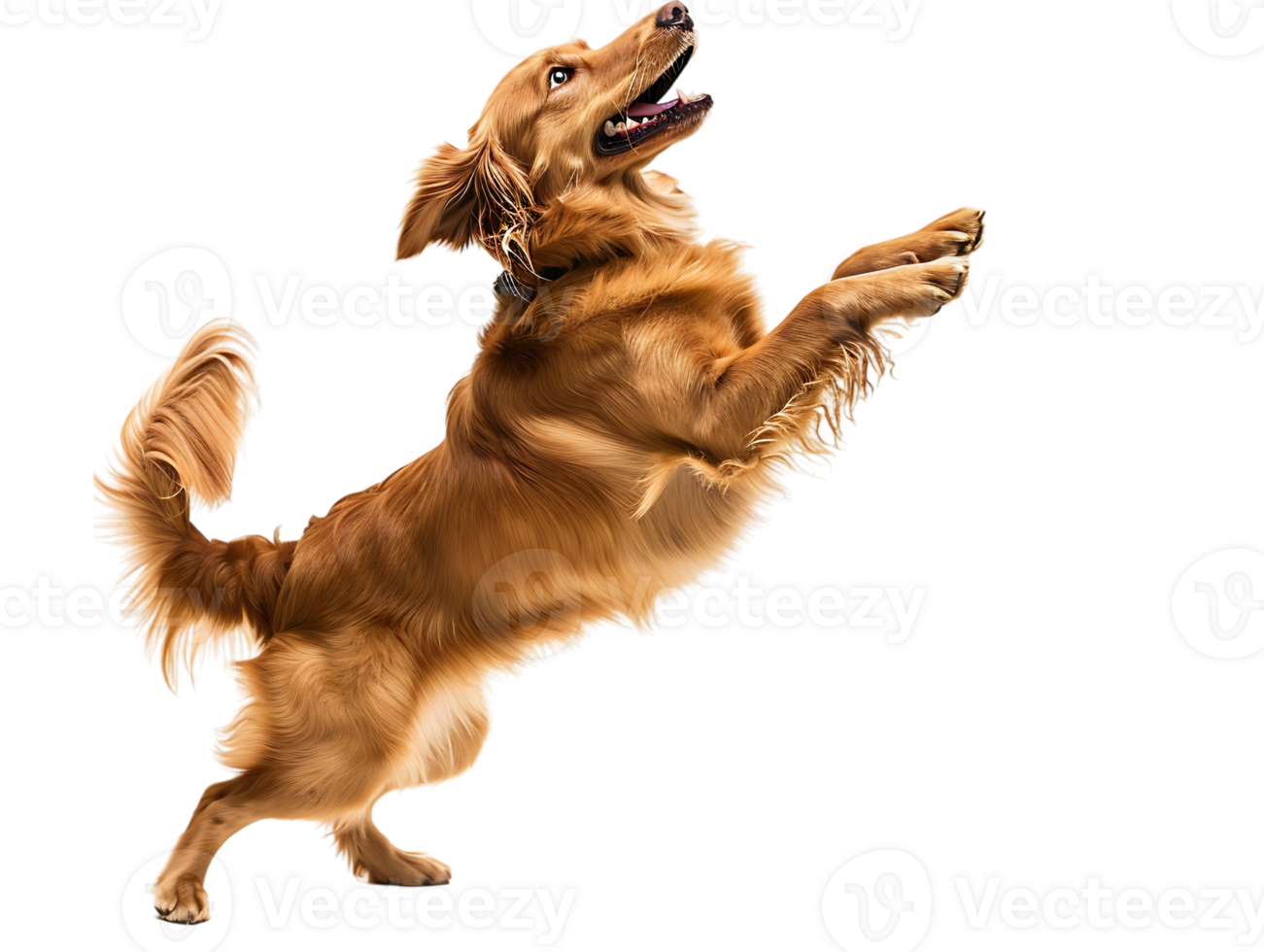 Dog playing isolated against a transparent background png