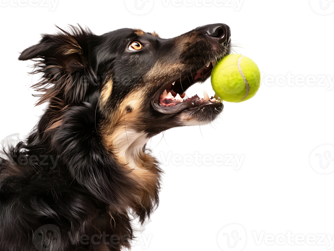 Dog playing with a tennis ball, isolated against a transparent background png
