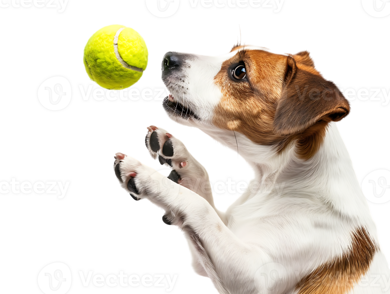 Dog playing with a tennis ball, isolated against a transparent background png