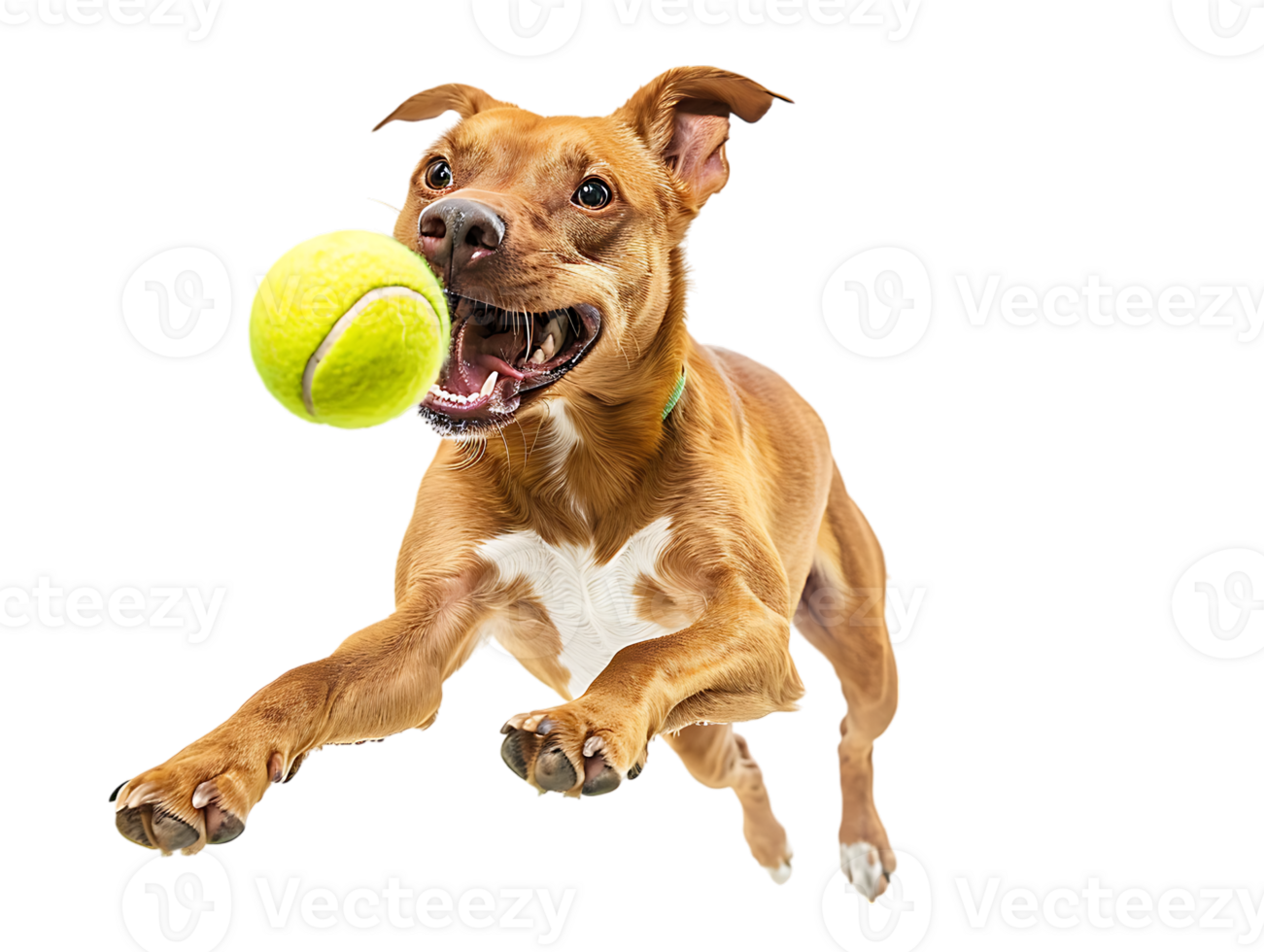 Dog playing with a tennis ball, isolated against a transparent background png