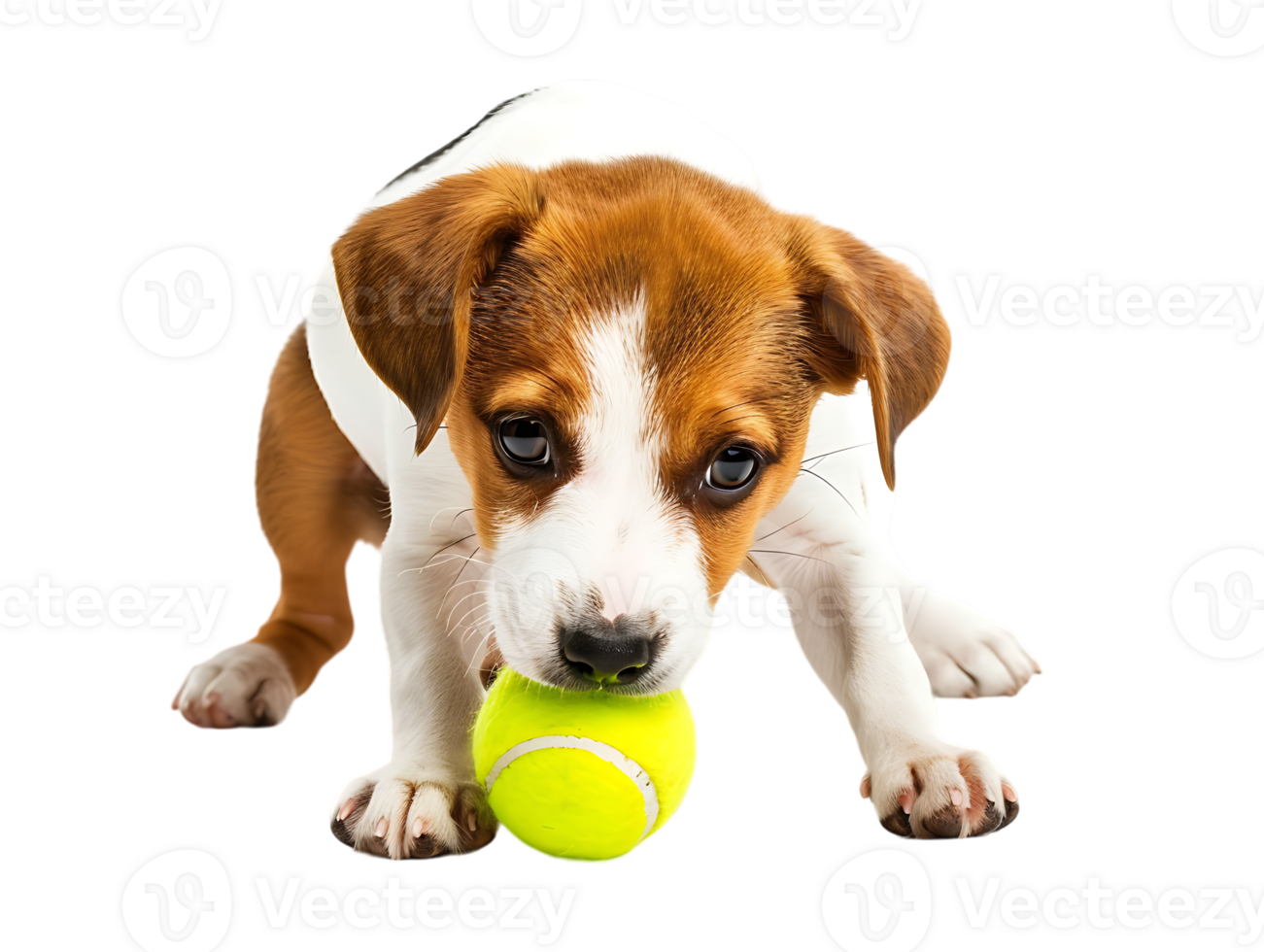 Dog playing with a tennis ball, isolated against a transparent background png