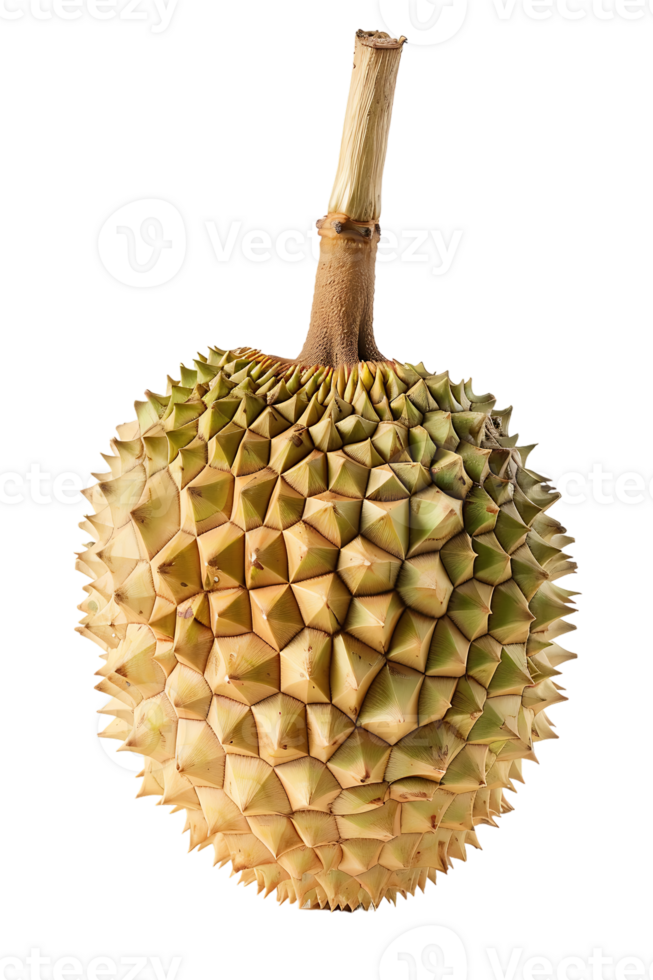 Durian fruit, isolated against a transparent background png
