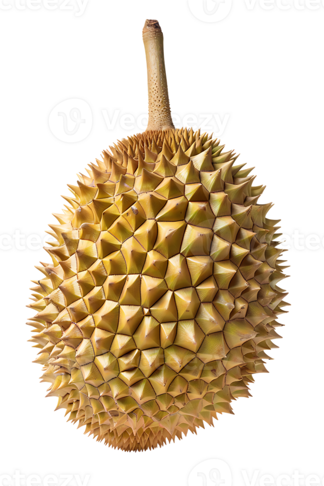 Durian fruit, isolated against a transparent background png