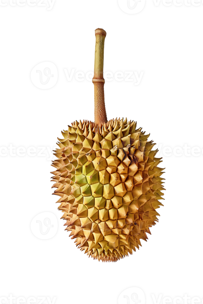 Durian fruit, isolated against a transparent background png