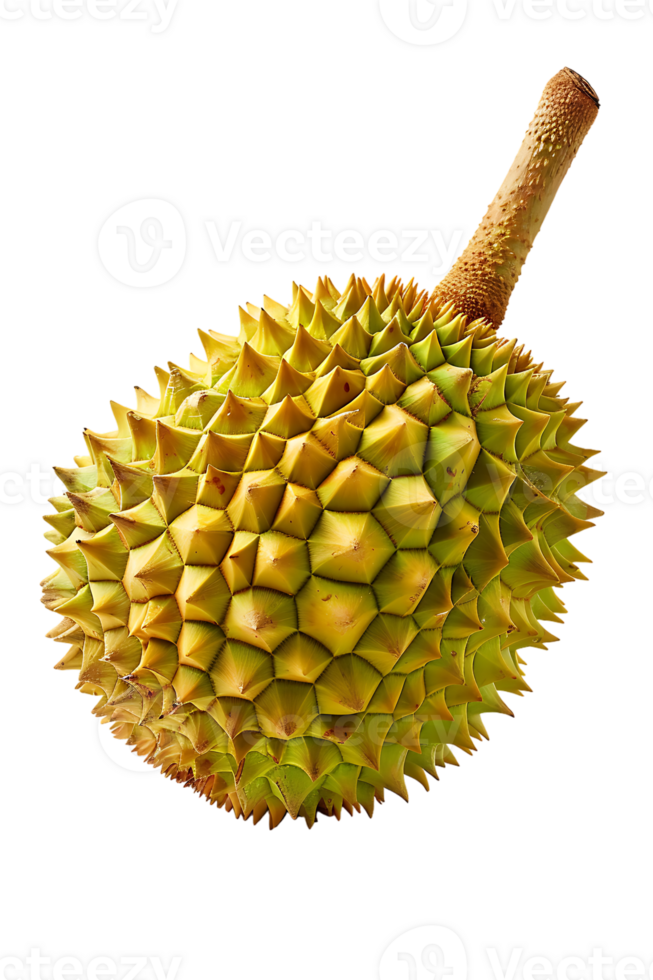 Durian fruit, isolated against a transparent background png