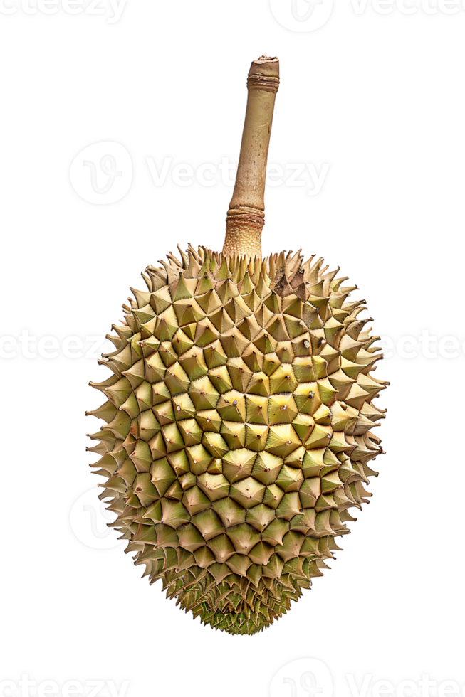 Durian fruit, isolated against a transparent background png