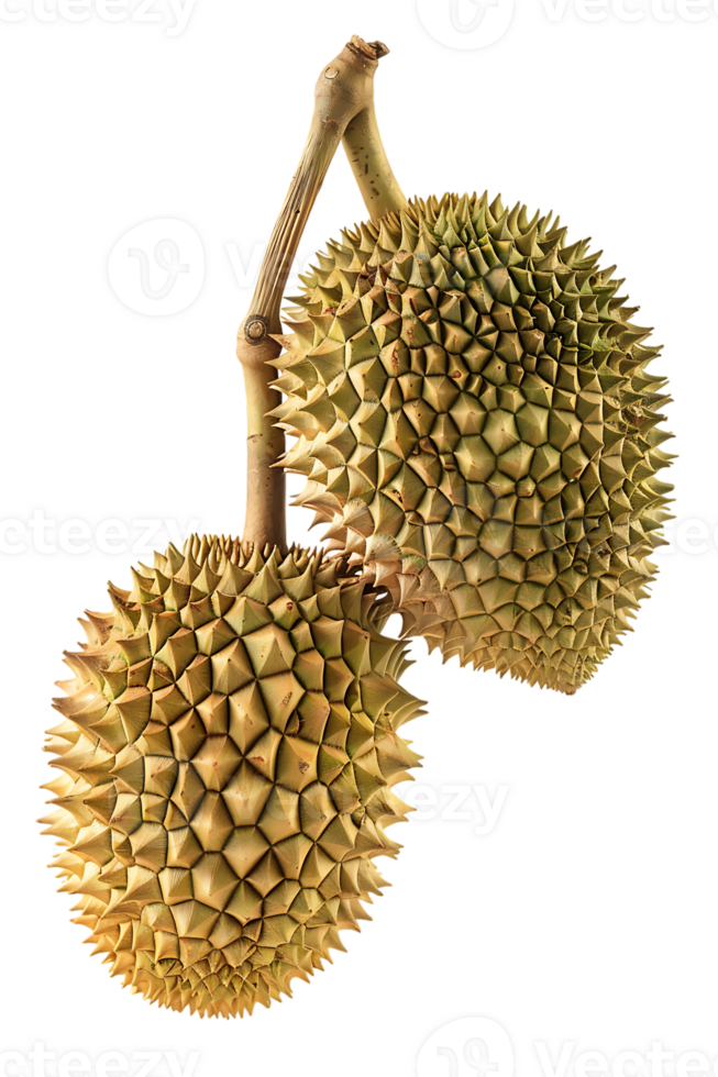 Durian fruit, isolated against a transparent background png