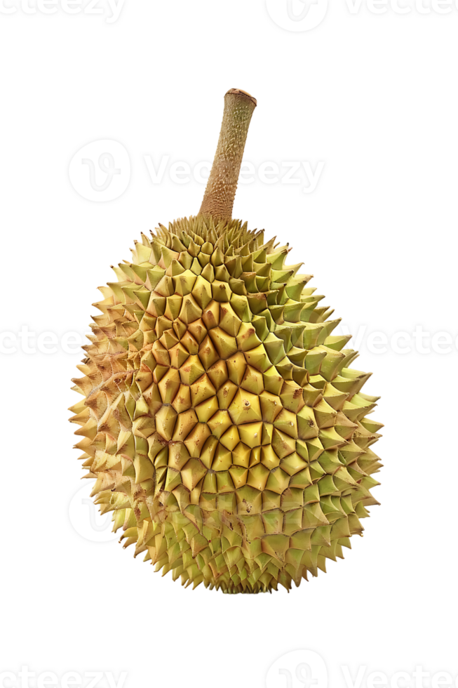 Durian fruit, isolated against a transparent background png