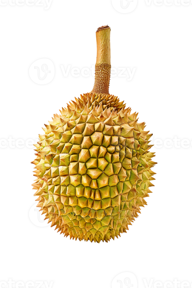 Durian fruit, isolated against a transparent background png