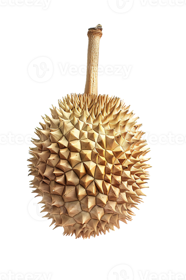 Durian fruit, isolated against a transparent background png
