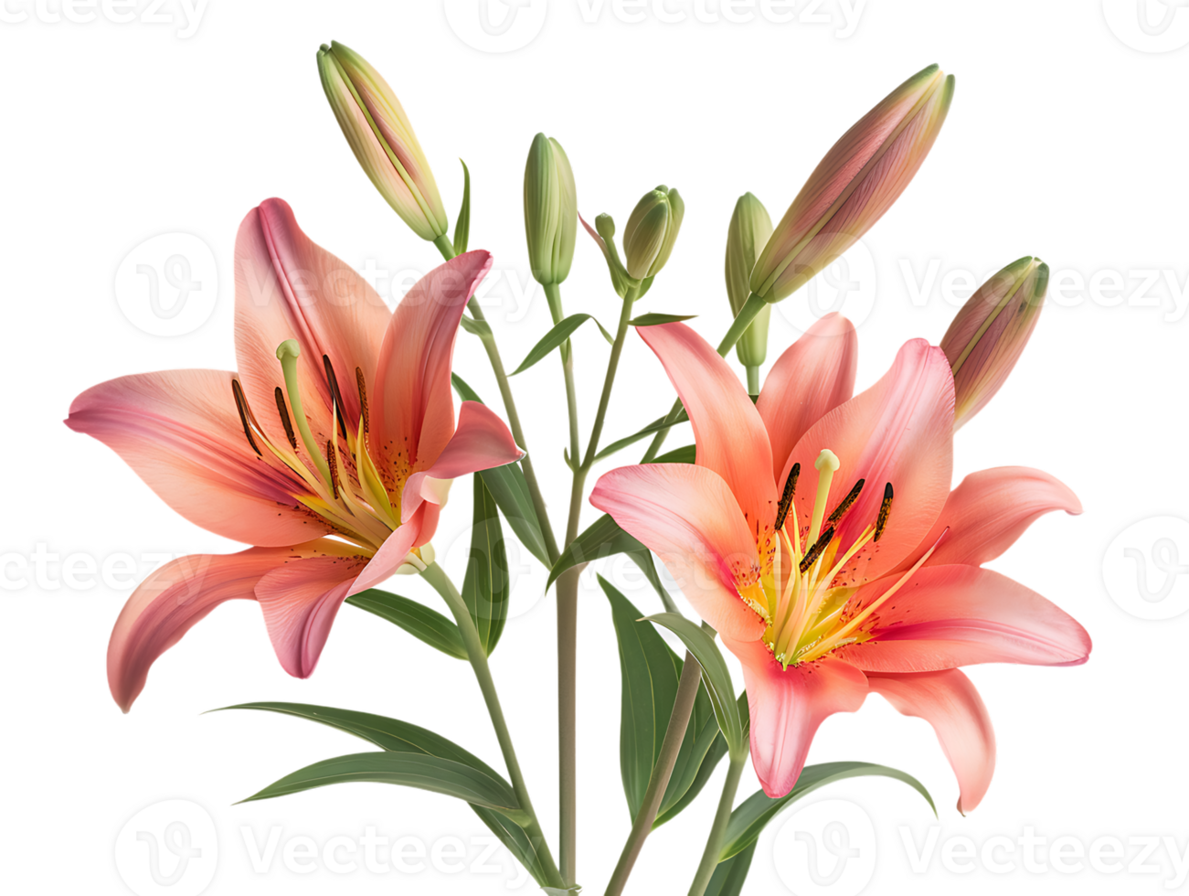 Elegant blooming lilies with buds, against a transparent background png