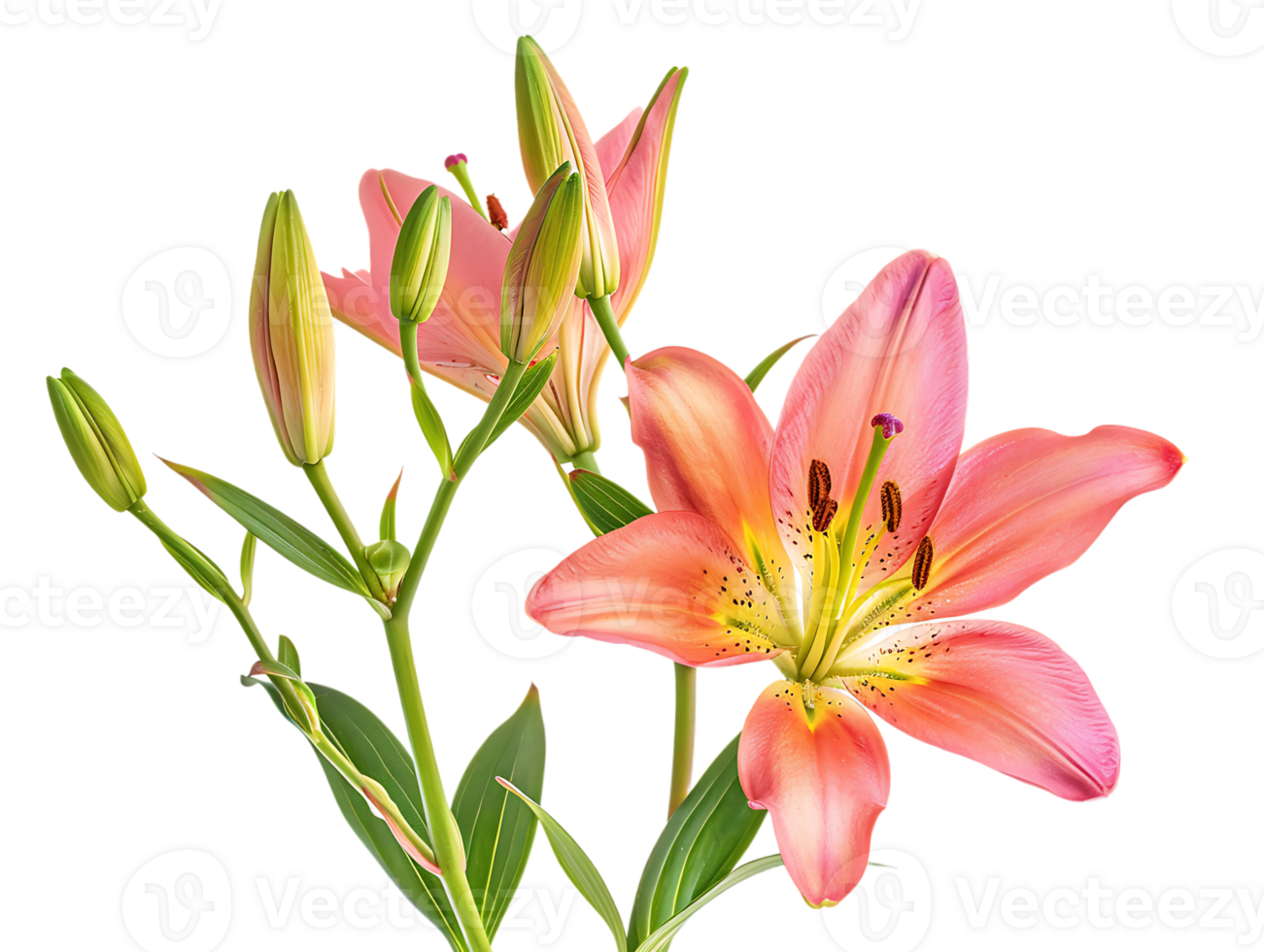 Elegant blooming lilies with buds, against a transparent background png
