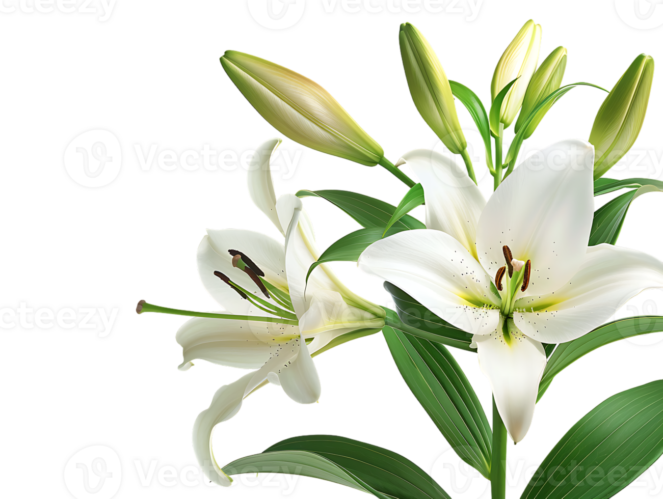 Elegant blooming lilies with buds, against a transparent background png