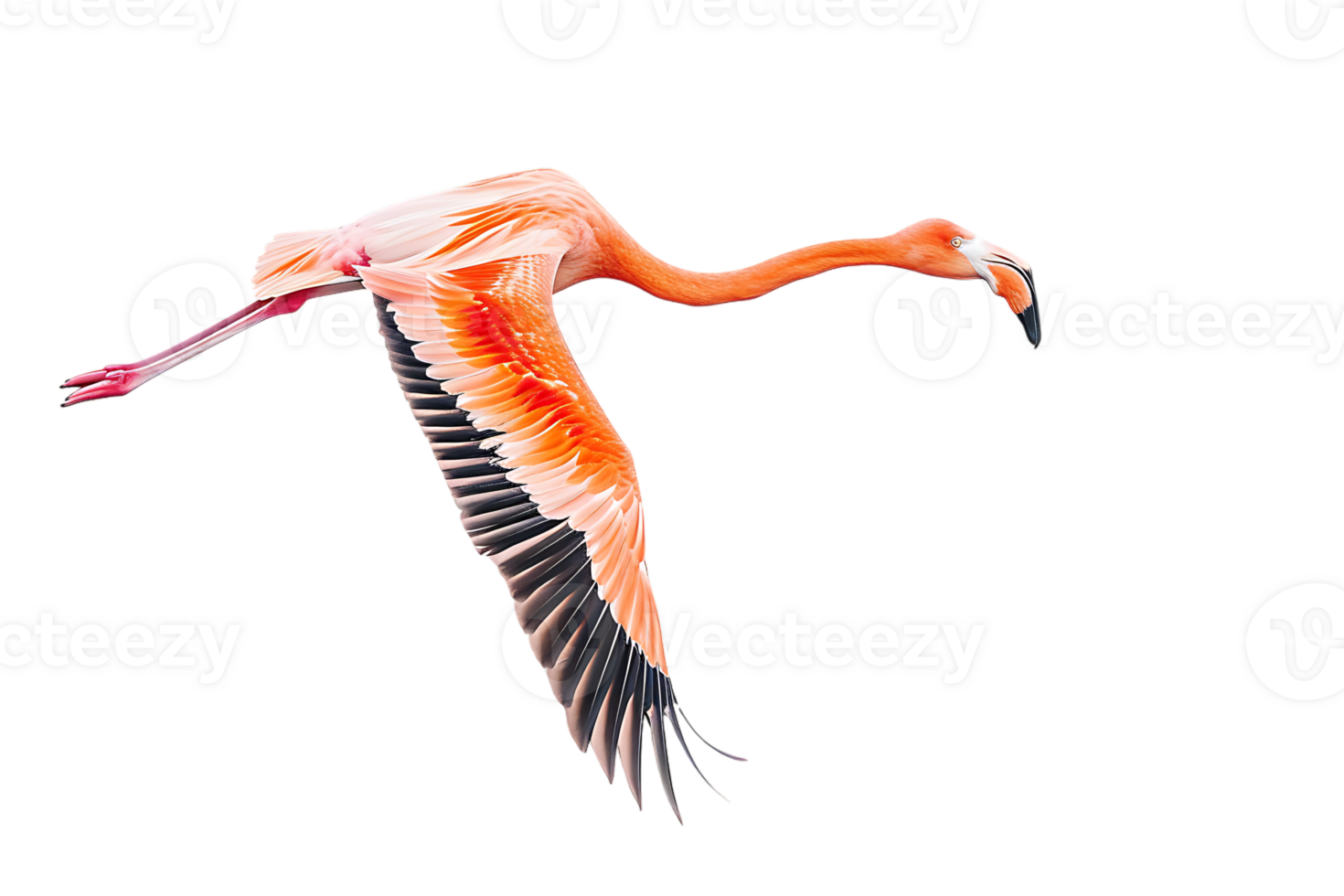 Flamingo flying, isolated against a transparent background png