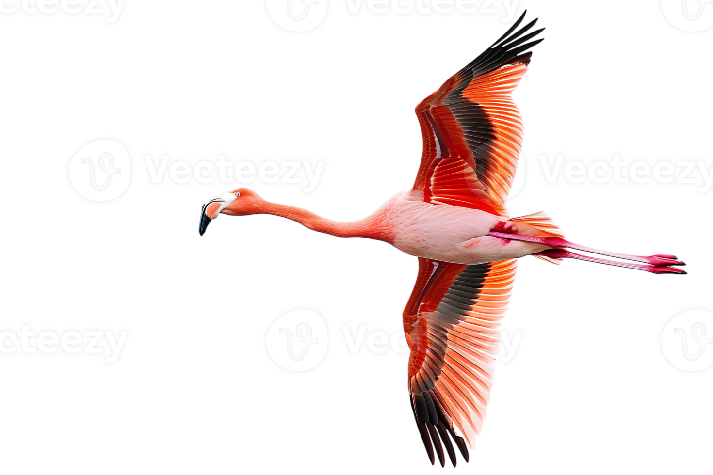 Flamingo flying, isolated against a transparent background png