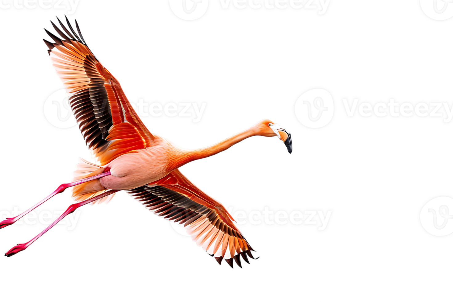 Flamingo flying, isolated against a transparent background png