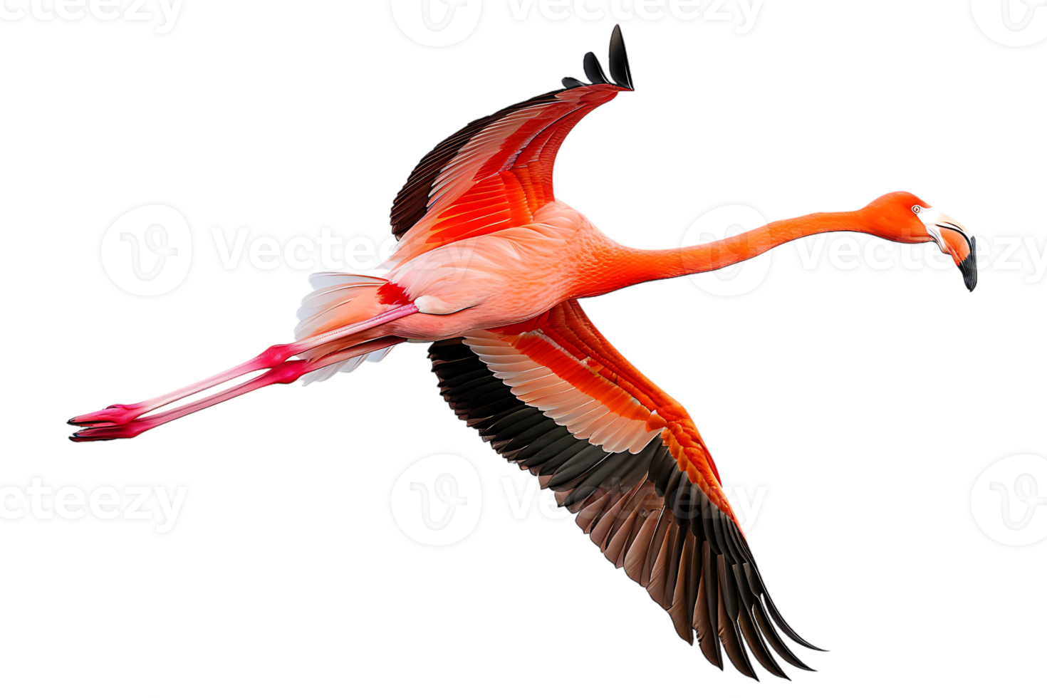 Flamingo flying, isolated against a transparent background png