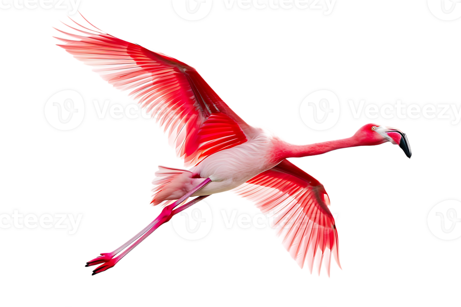 Flamingo flying, isolated against a transparent background png