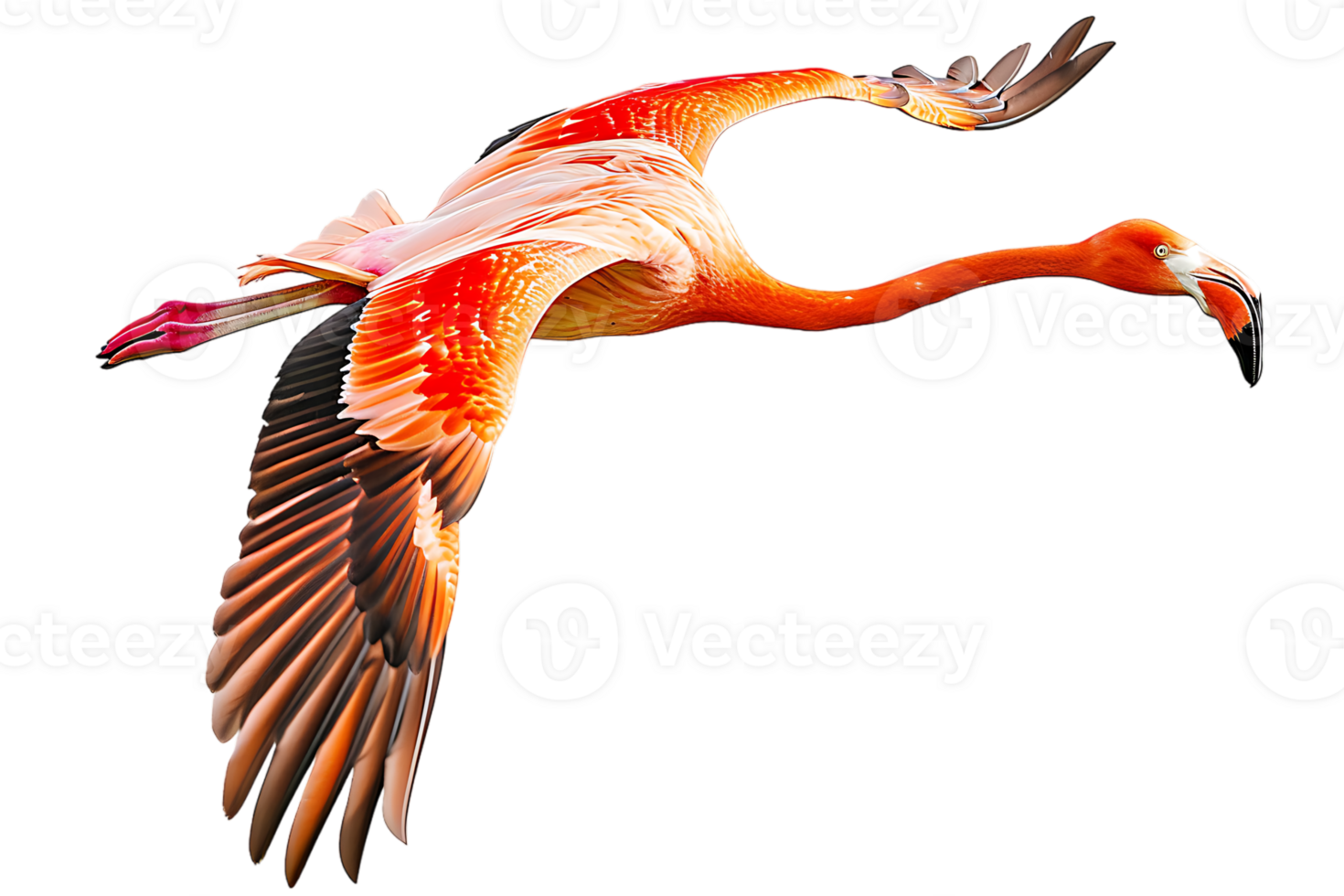 Flamingo flying, isolated against a transparent background png